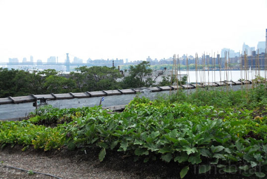 annie Novak, Brooklyn, Community Supported Agriculture, Eagle Street Rooftop Farm, goode green, greenpoint, new york city, rooftop farms, rooftop gardens
