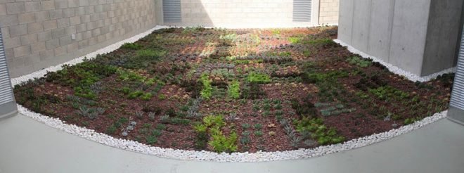 green roof, garden, succulents, urbanarbolismo, spain, living roof,