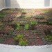 green roof, garden, succulents, urbanarbolismo, spain, living roof,