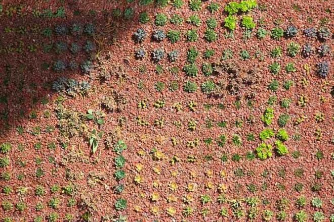 green roof, garden, succulents, urbanarbolismo, spain, living roof,