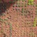green roof, garden, succulents, urbanarbolismo, spain, living roof,
