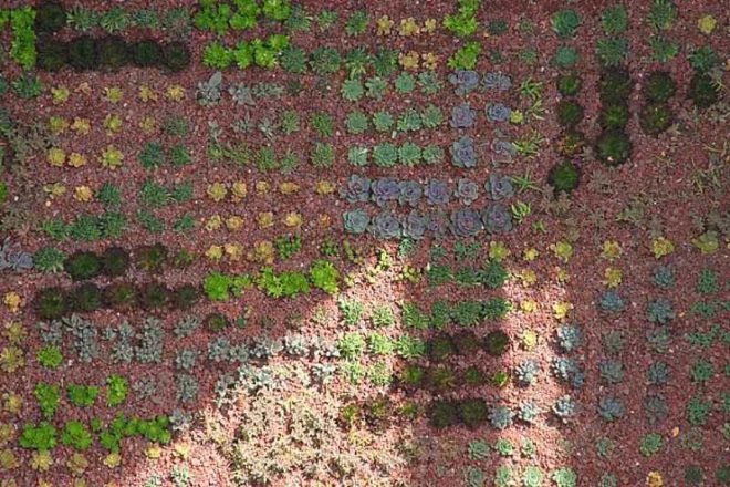 green roof, garden, succulents, urbanarbolismo, spain, living roof,