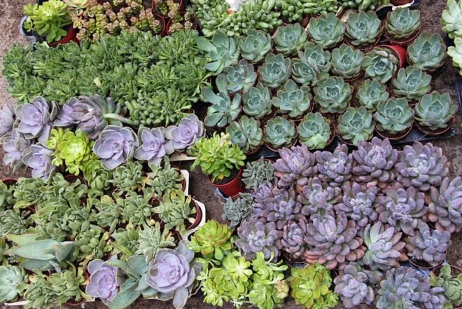 green roof, garden, succulents, urbanarbolismo, spain, living roof,