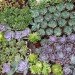 green roof, garden, succulents, urbanarbolismo, spain, living roof,