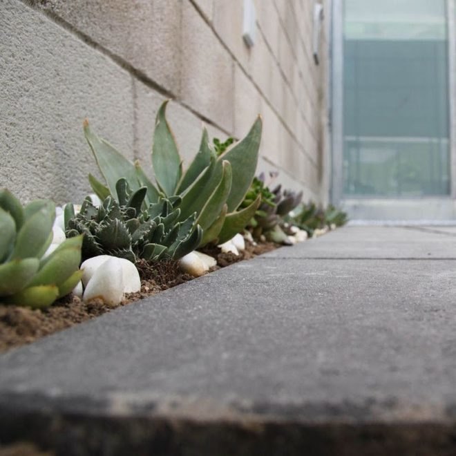 green roof, garden, succulents, urbanarbolismo, spain, living roof,