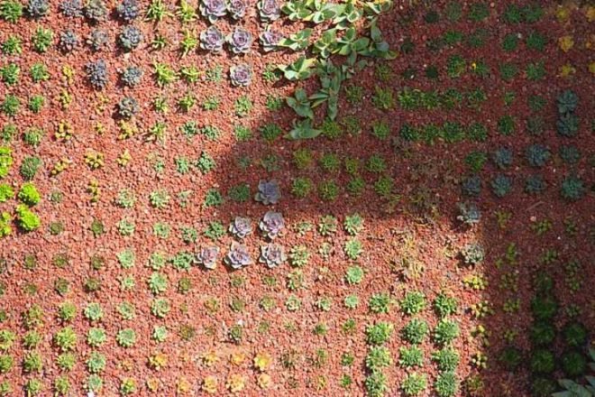 green roof, garden, succulents, urbanarbolismo, spain, living roof,