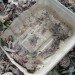 sustainable design, green design, whole foods, biodegradable packaging, eco design, packaging waste, environmentally-friendly packaging, take-out containers, packaging the future