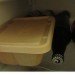 sustainable design, green design, whole foods, biodegradable packaging, eco design, packaging waste, environmentally-friendly packaging, take-out containers, packaging the future