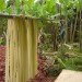 banana fiber, architectural facade, green materials, architectkidd, bangkok, green architecture