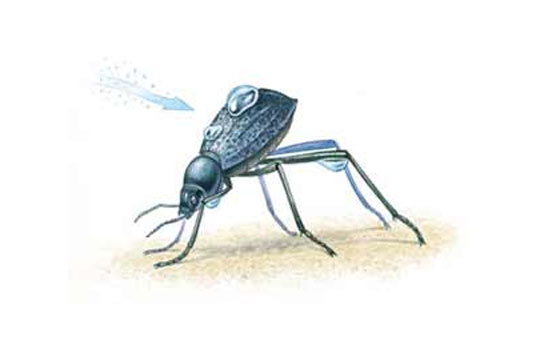 dew bank, water, fog, beetle, harvesting, collecting, desert, nomad, eco, green, sustainable, design, IDEA Awards, biomimicry, water bottle