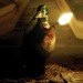 most nightmarish lamp ever created, taxidermy, taxidermied lamps, reclaimed materials, alex randall, green lighting, eco light fixtures, animal decor, green design, green products, bespoke lighting, lamps, sustainable design, eco design