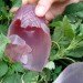 jelloware, jello cups, jell-o, the way we see the world, jell-o mold competition, gowanus studio space edible cups, biodegradable cups, green cups, agar agar, eco cups, eco friendly tableware