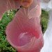 jelloware, jello cups, jell-o, the way we see the world, jell-o mold competition, gowanus studio space edible cups, biodegradable cups, green cups, agar agar, eco cups, eco friendly tableware