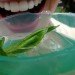 jelloware, jello cups, jell-o, the way we see the world, jell-o mold competition, gowanus studio space edible cups, biodegradable cups, green cups, agar agar, eco cups, eco friendly tableware