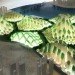 CEBO/Chongqing University, magic mountains, gcbd, green central business district, green mountain, green architecture, eco architecture, sustainable architecture, green buildings, eco buildings, sustainable building