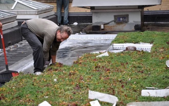 boston latin school, sustainable roof, green roof, studio g architects, living laboratory, boston