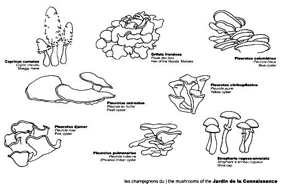 Jardin de la Connaissance, garden of knowledge, book architecture, reclaimed books, temporary garden, mushrooms