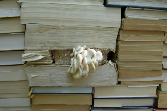 Jardin de la Connaissance, garden of knowledge, book architecture, reclaimed books, temporary garden, mushrooms