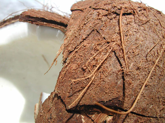 Coconut, coconut bowls, natural materials, sustainable materials, renewable materials, fruit bowls, green bowls, sustainable bowls, sustainable kitchen wear