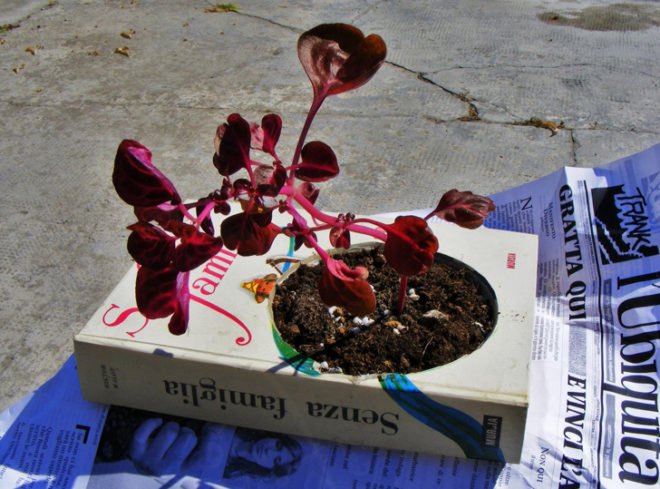 Book planter, hardcover book planter, planter book, DIY book garden planter