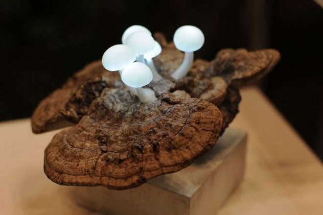 Great mushrooming, led lights, green lamps, reclaimed wood, reclaimed wood lamps