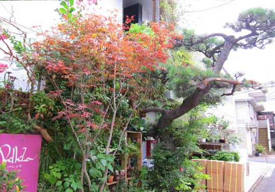 garden, design, Aoyama, Florist, ikebana, cafe, bar, Kaza Hana, Yoshida Miho, Ishihara Kazuyuki, 石原和幸, Gardening World Cup, Chelsea Flower Show, hair salon, green wall, vertical garden, urban gardening, bar, green design, eco design