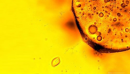 bp oil spill, deepwater horizon oil spill, gulf of mexico, gulf oil plume, Gulf oil spill, oil plume, oil spill, plume, woods hole oceanographic institute, Terry Hazen, Lawrence Berkeley National Laboratory, science, scientists, microbes, bacteria, microbes ate oil plume, oil eating microbes
