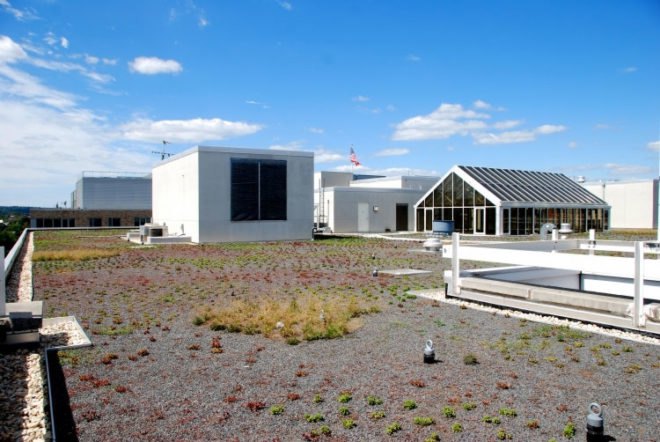 WWF, Green, Roof, World Wildlife Federation, plants, sedum, Washington D.C., largest, eco, green, sustainability, design, renovation, District of Columbia