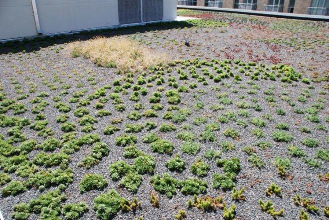 WWF, Green, Roof, World Wildlife Federation, plants, sedum, Washington D.C., largest, eco, green, sustainability, design, renovation, District of Columbia
