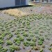 WWF, Green, Roof, World Wildlife Federation, plants, sedum, Washington D.C., largest, eco, green, sustainability, design, renovation, District of Columbia