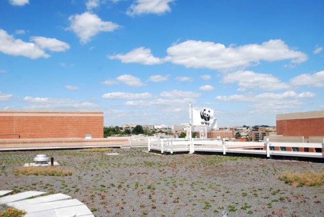 WWF, Green, Roof, World Wildlife Federation, plants, sedum, Washington D.C., largest, eco, green, sustainability, design, renovation, District of Columbia