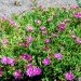 WWF, Green, Roof, World Wildlife Federation, plants, sedum, Washington D.C., largest, eco, green, sustainability, design, renovation, District of Columbia