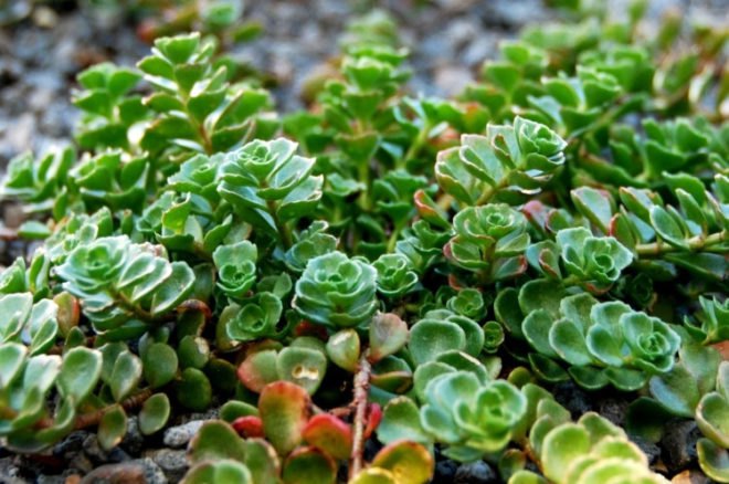 WWF, Green, Roof, World Wildlife Federation, plants, sedum, Washington D.C., largest, eco, green, sustainability, design, renovation, District of Columbia