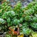 WWF, Green, Roof, World Wildlife Federation, plants, sedum, Washington D.C., largest, eco, green, sustainability, design, renovation, District of Columbia