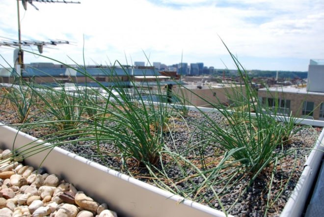 WWF, Green, Roof, World Wildlife Federation, plants, sedum, Washington D.C., largest, eco, green, sustainability, design, renovation, District of Columbia