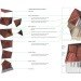bat tower, joyce hwang, university at buffalo, griffis sculpture park, pest architecture, green design, sustainable architecture