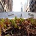 sustainable design, green design, green transportation, bus planter, green roofed bus, bus roots, marco castro cosio, gardening