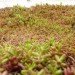 sustainable design, green design, green transportation, bus planter, green roofed bus, bus roots, marco castro cosio, gardening