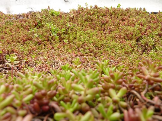 sustainable design, green design, green transportation, bus planter, green roofed bus, bus roots, marco castro cosio, gardening