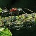 sustainable design, green design, packaging the future, green packaging, ants, natural packaging, eco design, biodegradable packaging, ant carapace