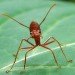 sustainable design, green design, packaging the future, green packaging, ants, natural packaging, eco design, biodegradable packaging, ant carapace