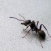 sustainable design, green design, packaging the future, green packaging, ants, natural packaging, eco design, biodegradable packaging, ant carapace