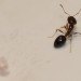 sustainable design, green design, packaging the future, green packaging, ants, natural packaging, eco design, biodegradable packaging, ant carapace
