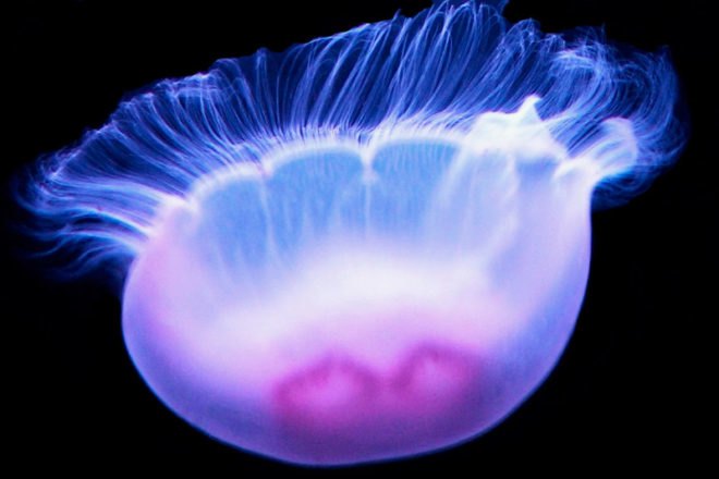 dye-sensitized solar cells, gfp, green fluorescent protein, oceans, solar power, sustainable design, jellyfish
