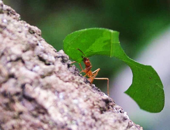 sustainable design, green design, packaging the future, green packaging, ants, natural packaging, eco design, biodegradable packaging, ant carapace