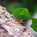 sustainable design, green design, packaging the future, green packaging, ants, natural packaging, eco design, biodegradable packaging, ant carapace