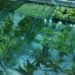 orbital technology veggie nasa, orbital technology greenhouse space, orbital technology nasa greenhouse, orbital technology vegtable growing, nasa greenhouse, greenhouse space travel, Veggie desert RATS