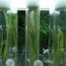 orbital technology veggie nasa, orbital technology greenhouse space, orbital technology nasa greenhouse, orbital technology vegtable growing, nasa greenhouse, greenhouse space travel, Veggie desert RATS