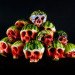 fruit skulls, eco art, Dimitri Tsykalov, recycled materials, gardening, fruit carving, skulls, watermelon skulls