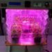 orbital technology veggie nasa, orbital technology greenhouse space, orbital technology nasa greenhouse, orbital technology vegtable growing, nasa greenhouse, greenhouse space travel, Veggie desert RATS